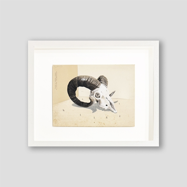 DEGLIN Bart - Still life with skull